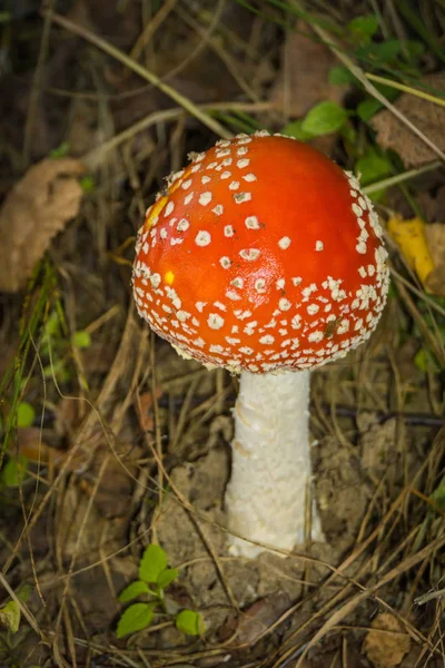 Amanita in het bos — Stockfoto