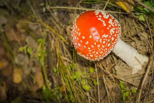 Amanita na floresta — Fotografia de Stock