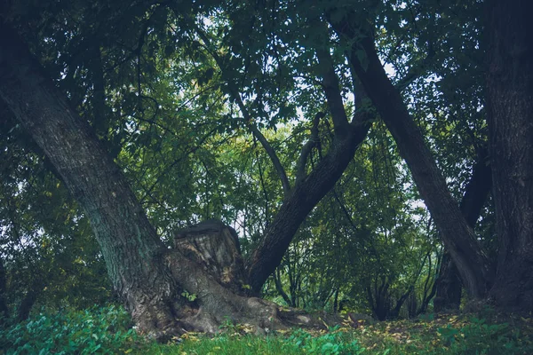 Grüne krumme Bäume im Park retro — Stockfoto