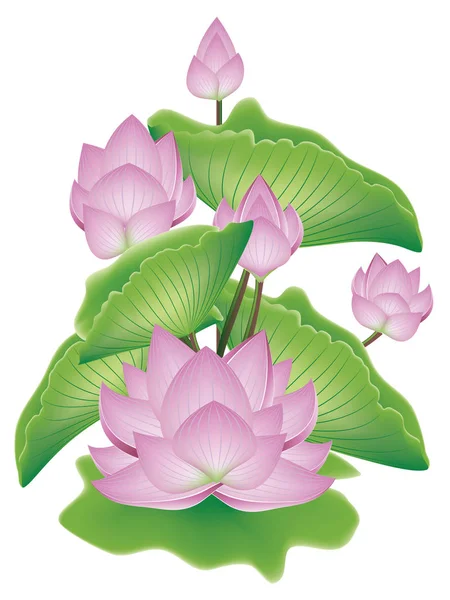 Lotusblume mit Blättern — Stockvektor