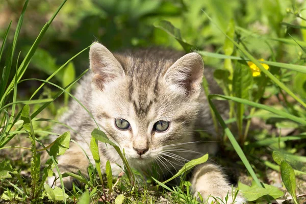 Tabby gatito jugar fuera de — Foto de Stock