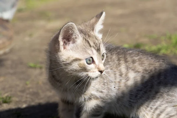 Tabby yavru kedi oyun dışında — Stok fotoğraf