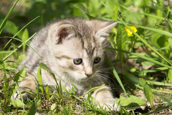 Tabby gatito jugar fuera de — Foto de Stock