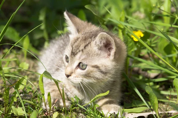Zaprawa murarska kotek grać poza — Zdjęcie stockowe