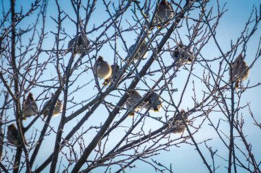Waxwings kış ağaç üzerinde