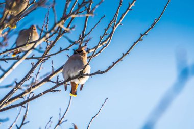 Waxwings kış ağaç üzerinde