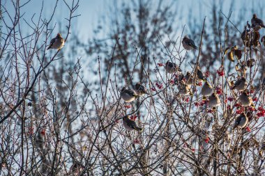 Waxwings kış ağaç üzerinde
