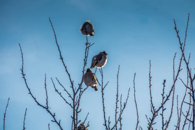 Waxwings kış ağaç üzerinde