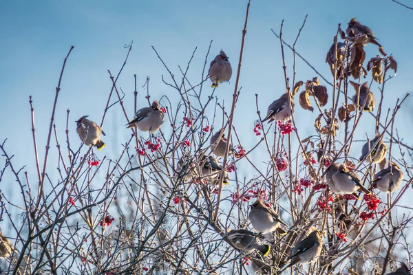 Ceras en árbol de invierno — Foto de Stock