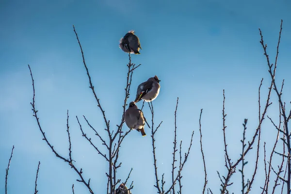 Свиристелей зимой дерево — стоковое фото