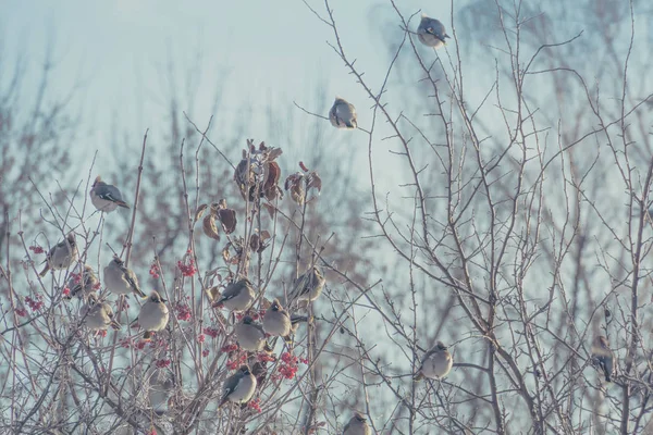 Sidensvansar på Winter Tree Retro — Stockfoto