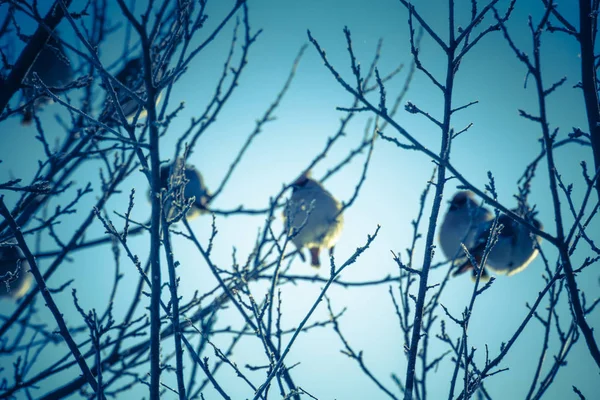 겨울 나무 레트로에 waxwings — 스톡 사진