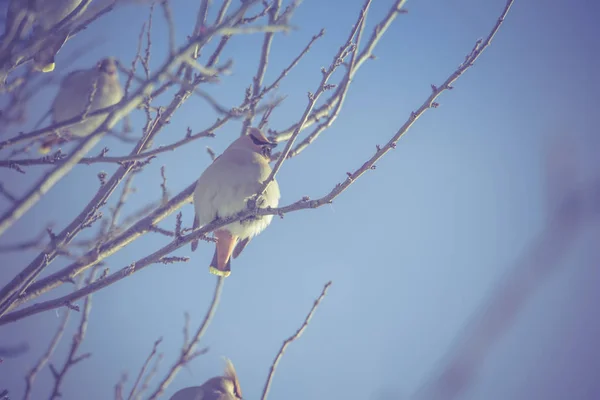 Waxwings kış ağaç Retro üzerinde — Stok fotoğraf