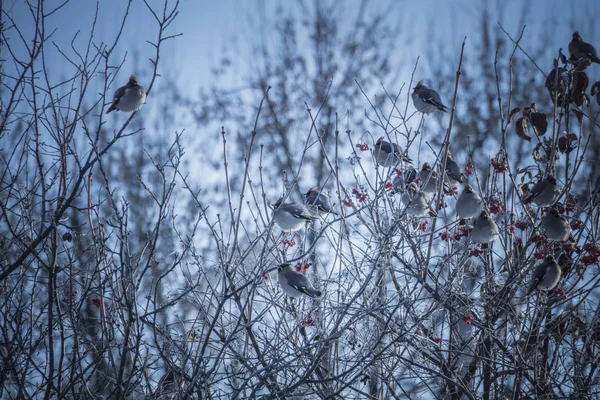 Waxwings em árvore de inverno retro — Fotografia de Stock