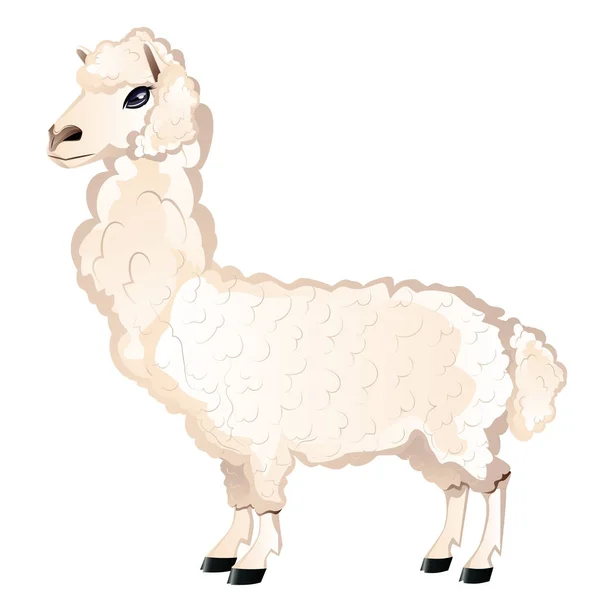 Cartone animato peloso Alpaca — Vettoriale Stock