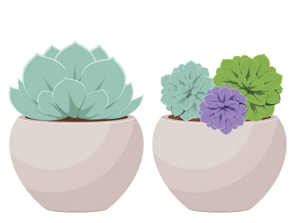 Succulent dans un pot — Image vectorielle