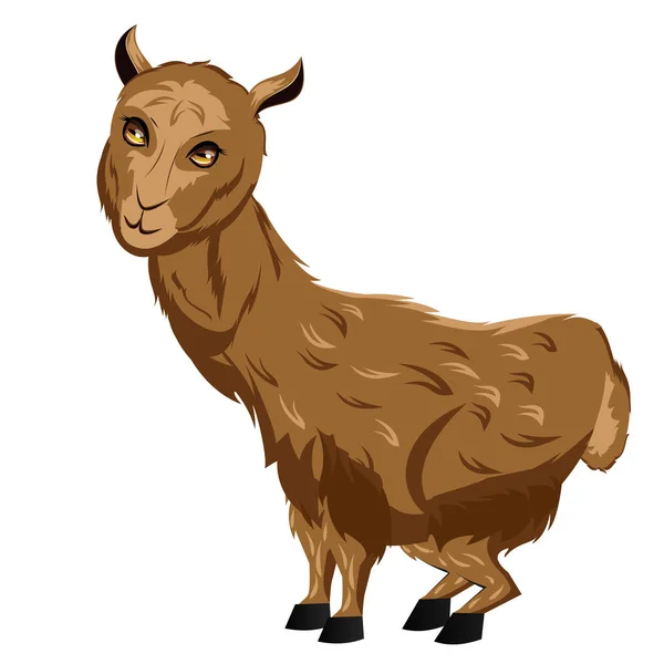 Cartoon harige Alpaca — Stockvector