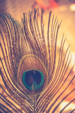 Tavus kuşu tüyü makro