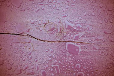 Yağmur damlaları Menekşe Wood filtre