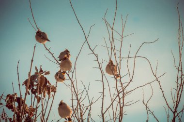 Waxwings kış ağaç Retro üzerinde