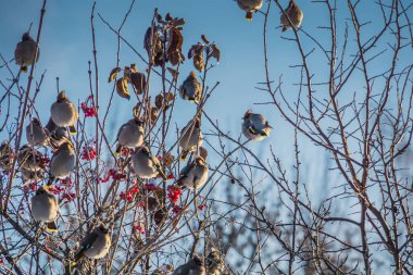 Waxwings kış ağaç üzerinde