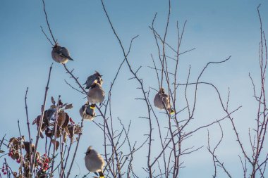 Waxwings kış ağaç üzerinde