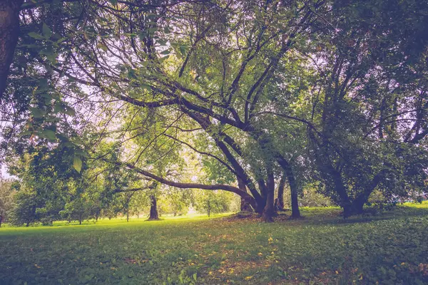 绿歪树在公园复古 — 图库照片