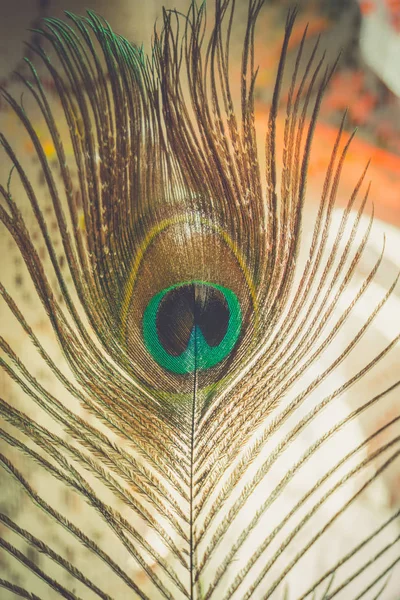 Peacock Feather Macro — Stockfoto