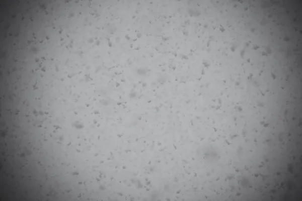 ฤดูใบไม้ร่วงหิมะ Macro — ภาพถ่ายสต็อก