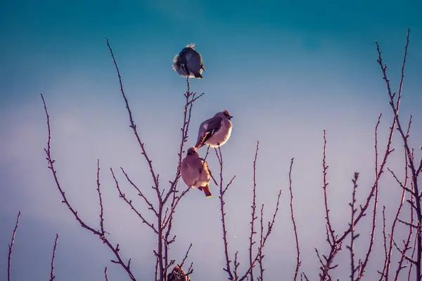 レトロな冬の木にレンジャクのなかま — ストック写真