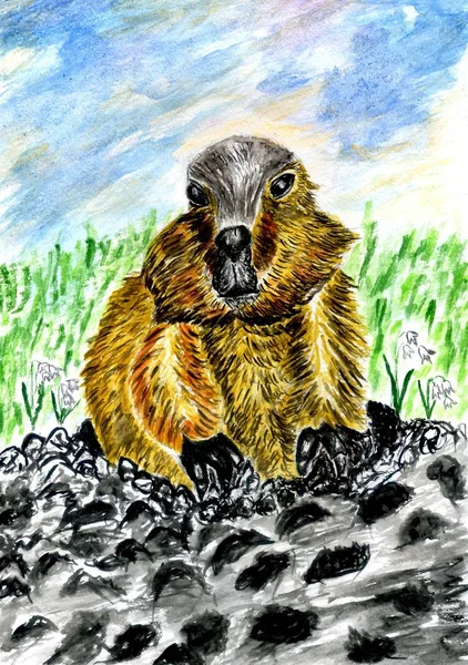 Cute Watercolor Marmot — Stock Photo, Image