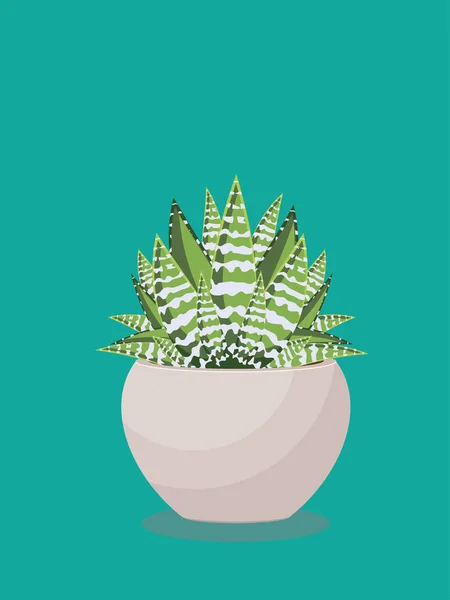 Succulent in a Pot — Stock Vector