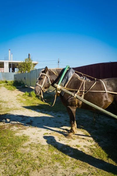 Portrait of Harnessed Horse — Stock Photo, Image