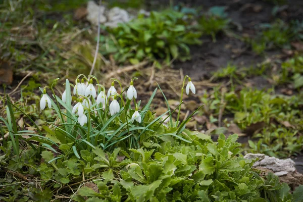 Snowdrops in the Garden — Stock Photo, Image
