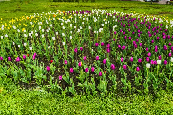 花壇に咲くチューリップ — ストック写真