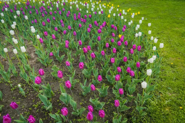 Тюльпаны, цветущие в клумбе — стоковое фото