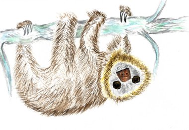 Sketch of a Sloth clipart