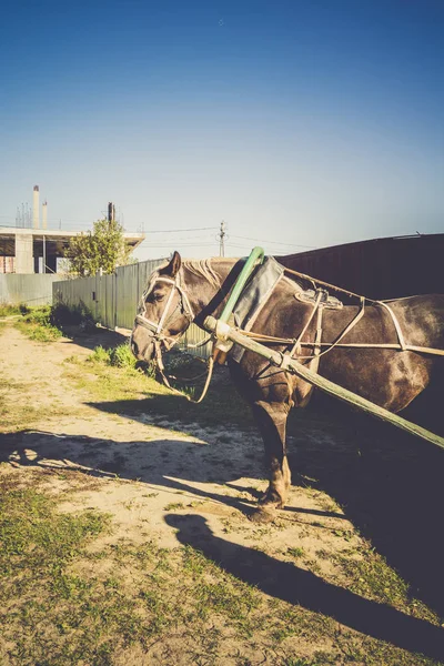 Retrato de Harnessed Horse Retro — Fotografia de Stock