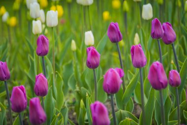 Flowerbed içinde çiçek açan laleler
