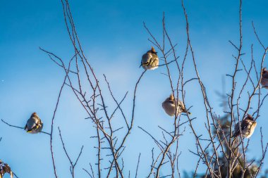 Waxwings kış ağaç üzerinde