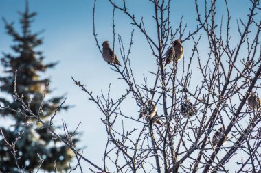 Waxwings kış ağaç üzerinde