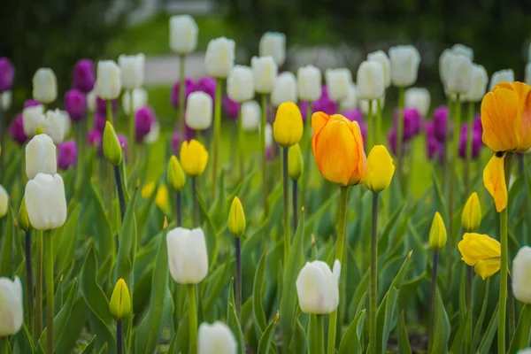 Тюльпаны, цветущие в клумбе — стоковое фото