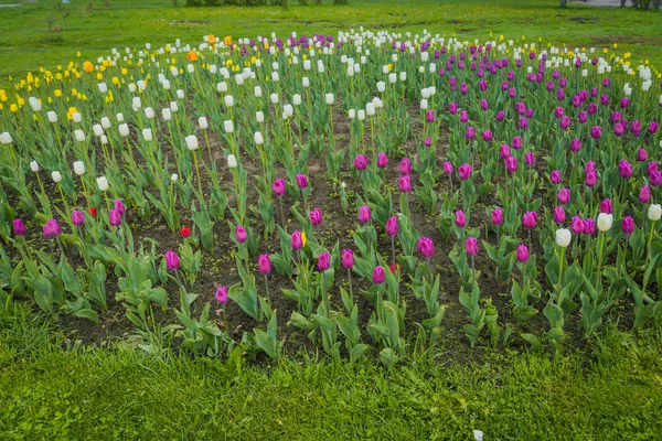 花壇に咲くチューリップ — ストック写真