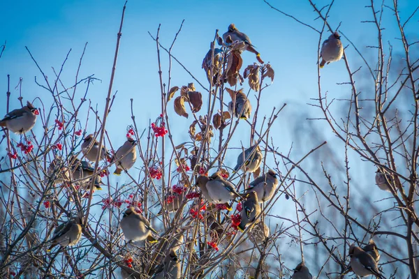 Ceras en árbol de invierno — Foto de Stock