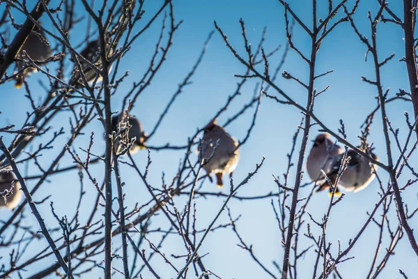 Waxwings kış ağaç üzerinde — Stok fotoğraf