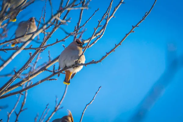 Waxwings on Winter Tree — Fotografie, imagine de stoc