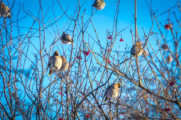 Waxwings on Winter Tree — Fotografie, imagine de stoc