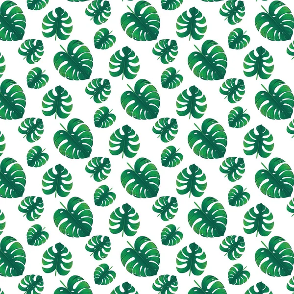 绿龟背竹的叶子 — 图库矢量图片