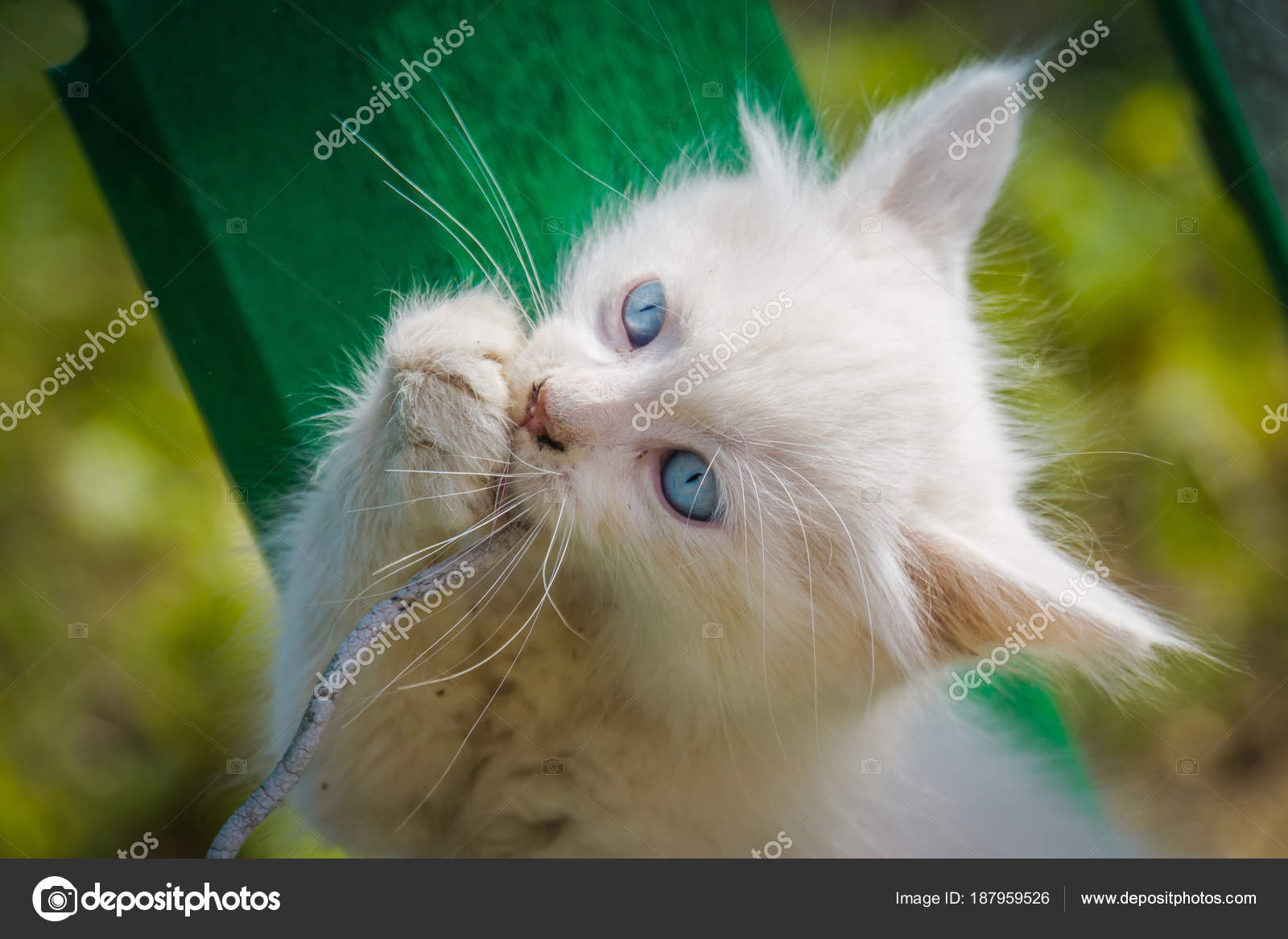 Beyaz yavru kedi kablosu ile çalış Stok fotoğrafçılık ©artshock