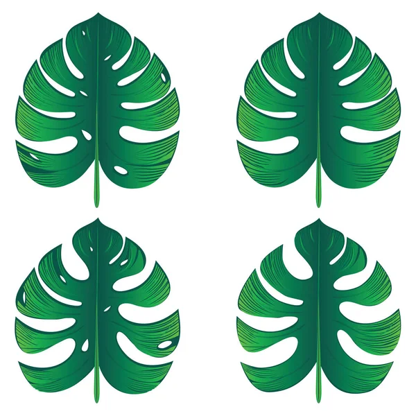 Green Monstera Leaves — Stock Vector